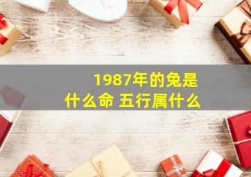 1987年的兔是什么命 五行属什么